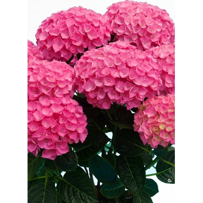 Hortenzia kalinolistá - Hydrangea macrophylla - ružová Co5L  30/40