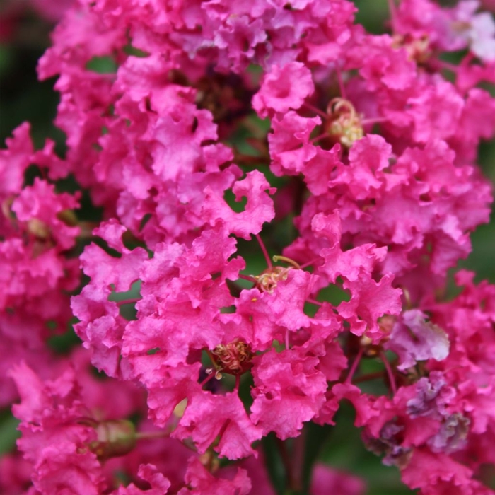 Myrta krepová červená - Lagerstroemia indica ´Dynamite´ Co3,5L 40/60