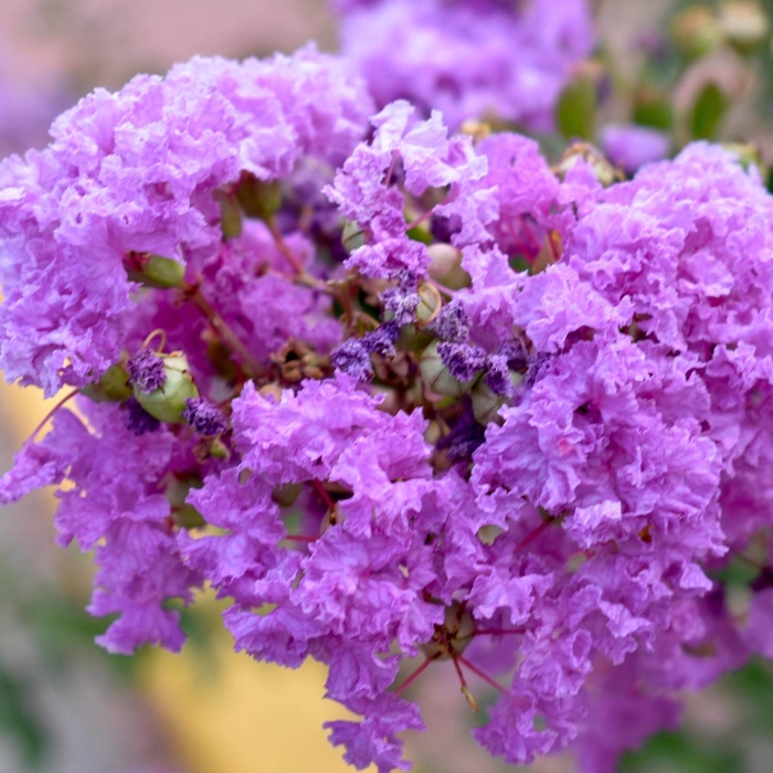 Myrta krepová červená - Lagerstroemia indica ´Durant Red´ Co3L 20/30