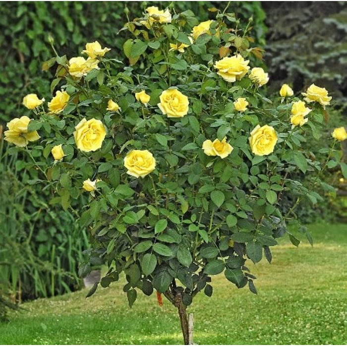 Ruža na kmienku - oranžová - Rosa Alberetto  Co9L 1/2 kmeň
