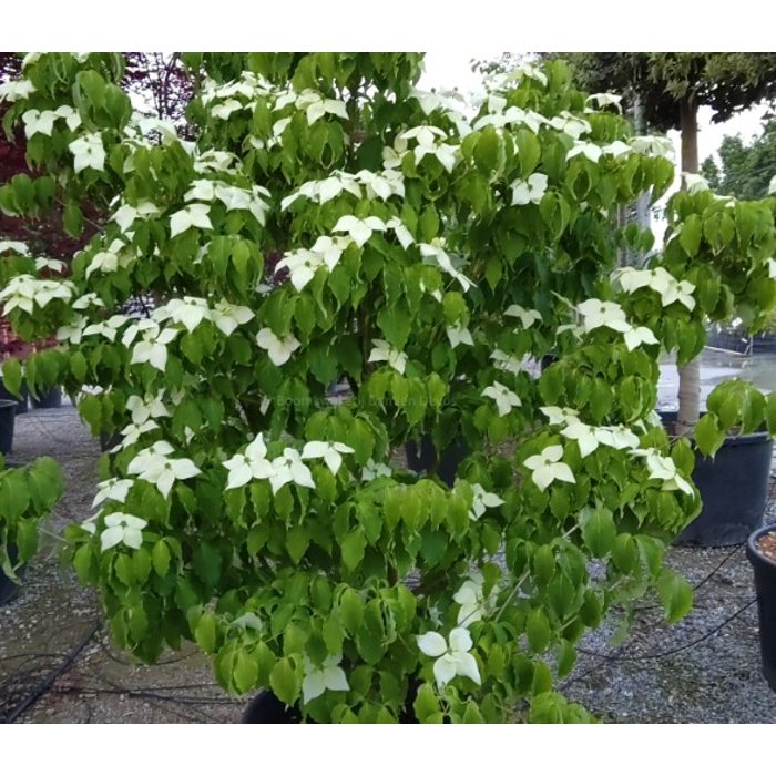 Drieň kousa - Cornus kousa 'Milky Way' Co25L 125/150