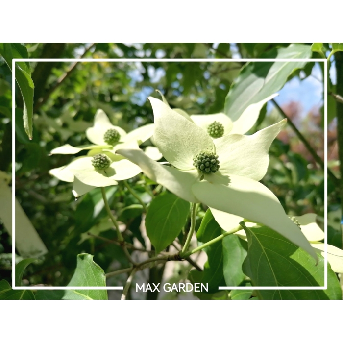 Drieň kousa - Cornus kousa 'Milky Way' Co25L 125/150