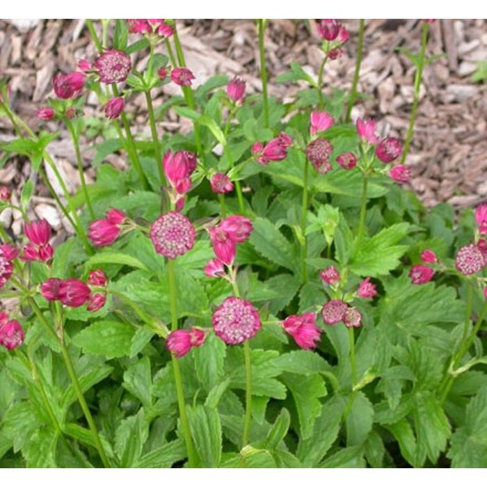 Astrantia carniolica 'Rubra'