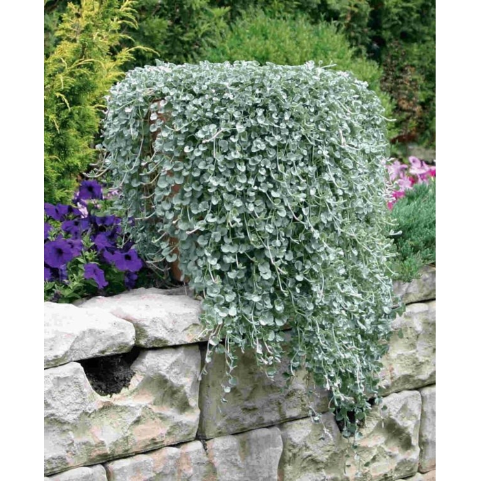 Dichondra argentea ´Silver Falls´