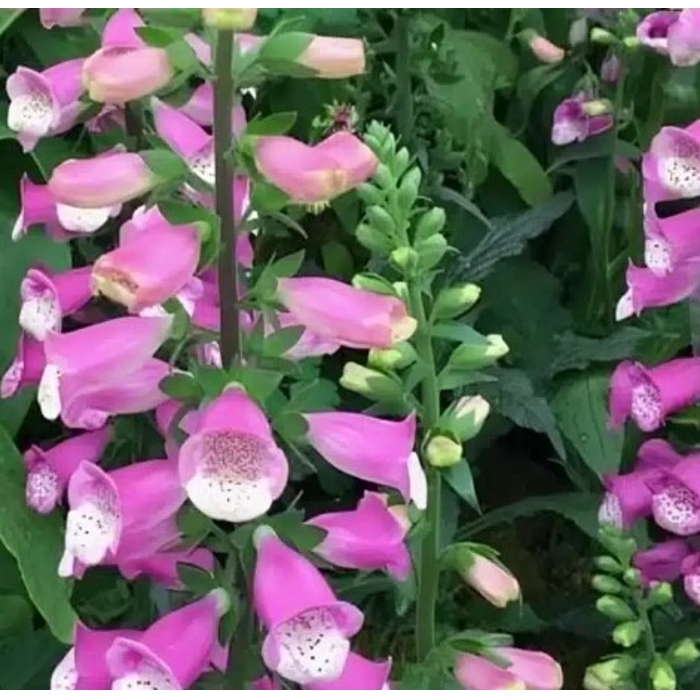 Náprstník - Digitalis purpurea ´Lucas´