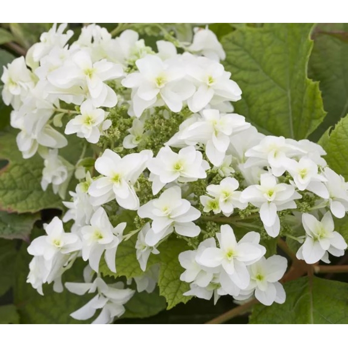 Hortenzia dubolistá -  Hydrangea quercifolia ´Hovaria´ - 110/130cm