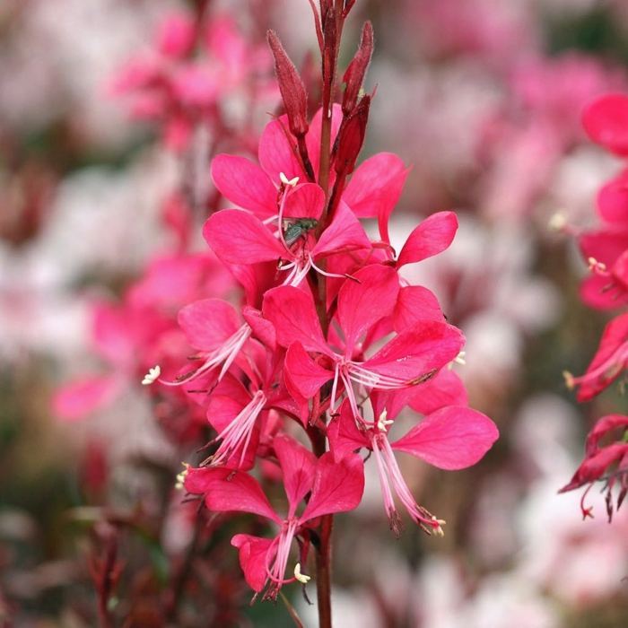 Gaura lindheimeri ´Red´ P13