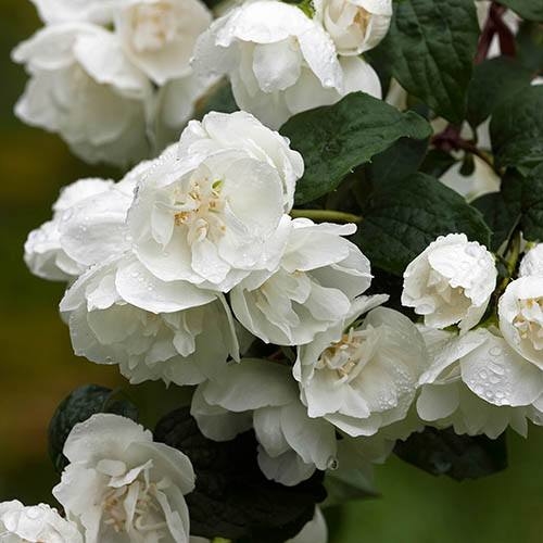 Philadelphus ´Virginalis´ Co2,5L  20/30