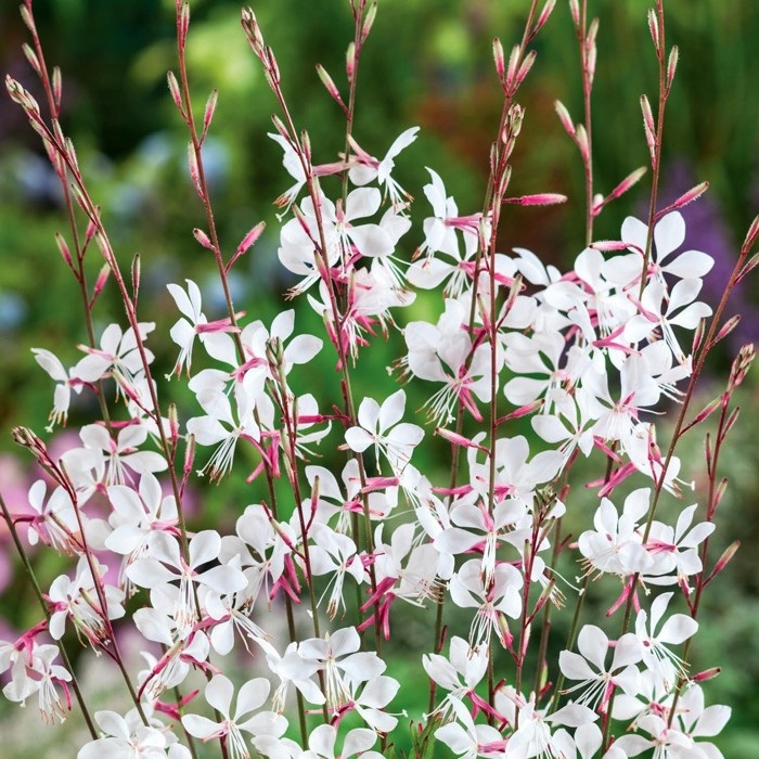 Gaura  - biela  P17