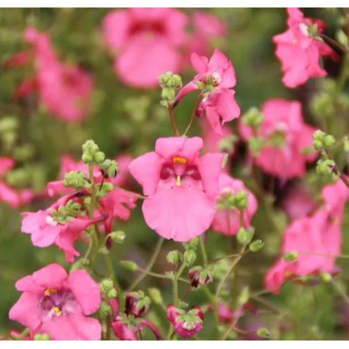 Diascia 'Piccadilly Red'