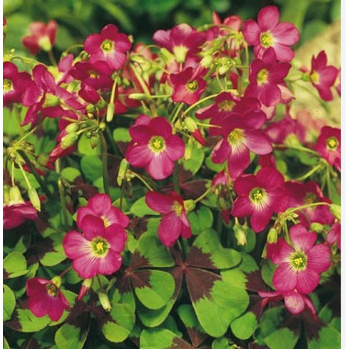 Oxalis tetraphylla ´Iron Cross´ - ružový