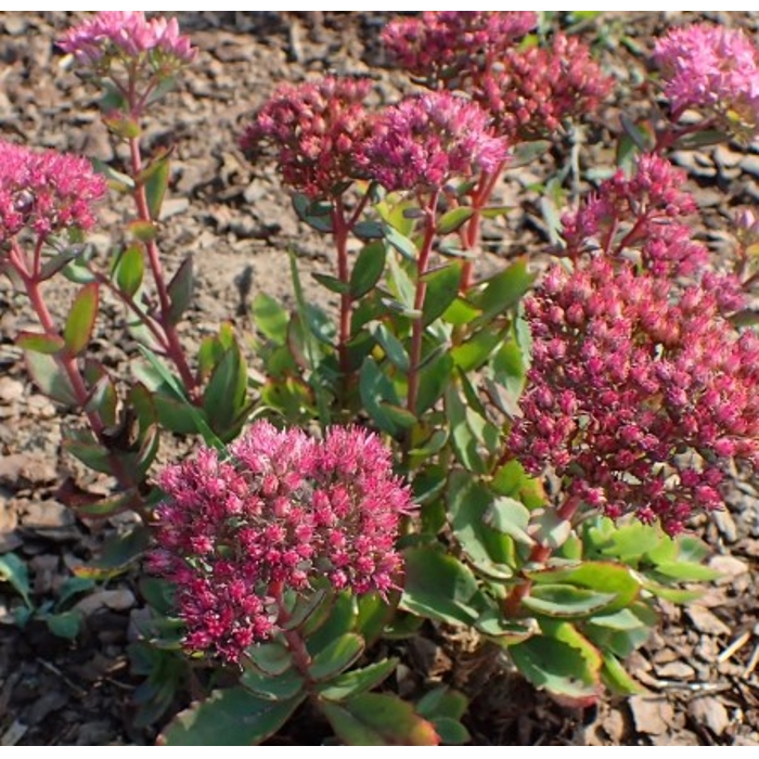 Sedum telephium ´Karfunkelstein´ K9