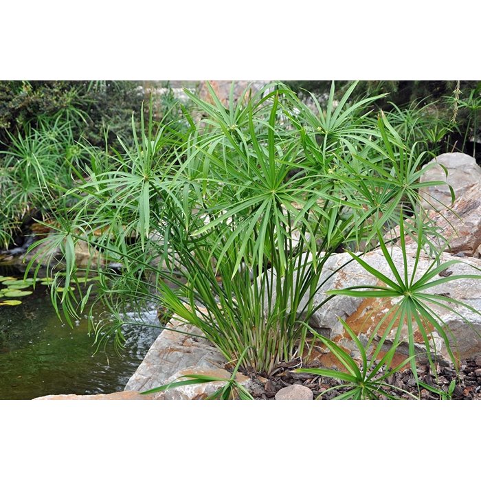 Cyperus alternifolius  P9