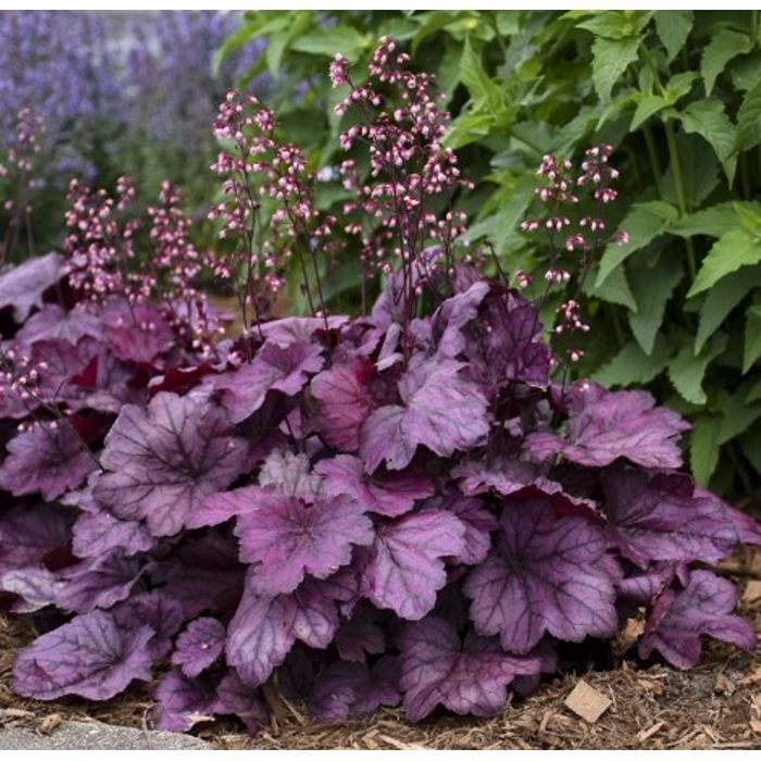 Heuchera ´Wild rose´