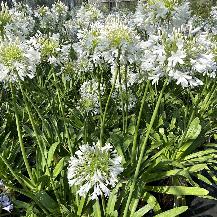Agapanthus africanus ´