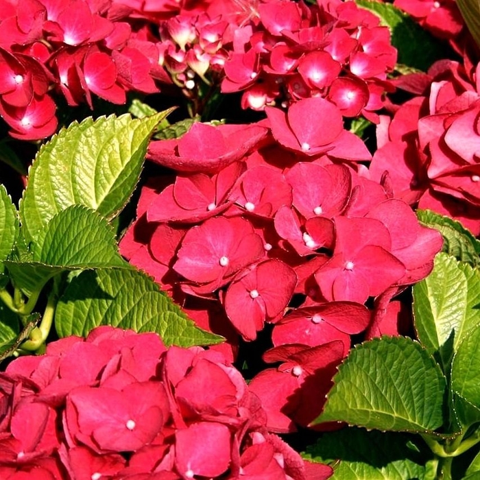 Hortenzia kalinolistá - Hydrangea macrophylla 