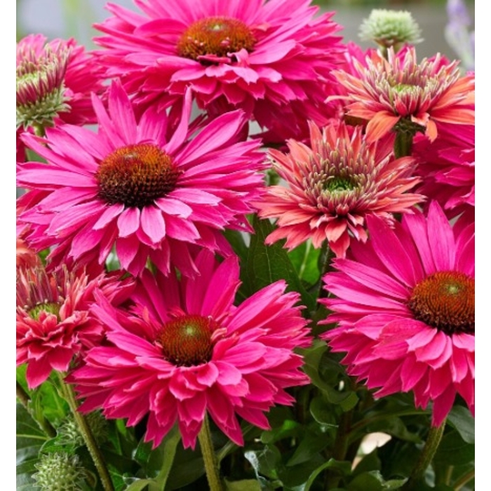 Echinacea ´SunSeecers Coral´ P15