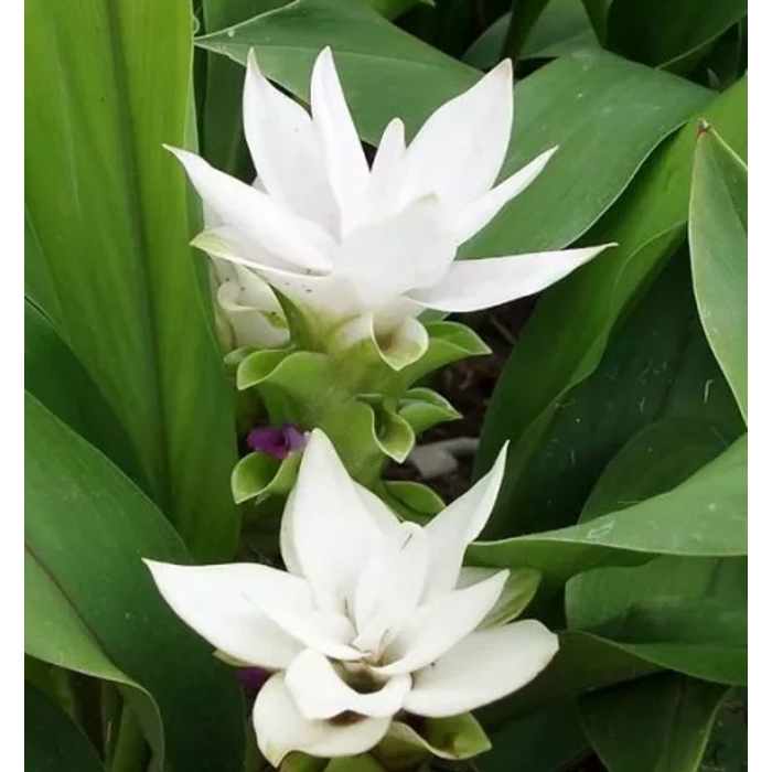 Curcuma alismatifolia ´Siam Splash´ Co0,8L