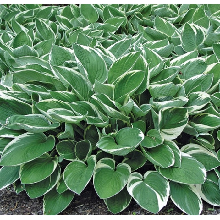 Funkia - Hosta MIX farieb Co1L  5/10