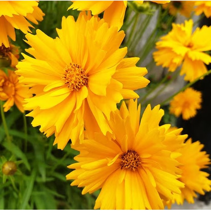 COREOPSIS grandiflora ’Early Sunrise’