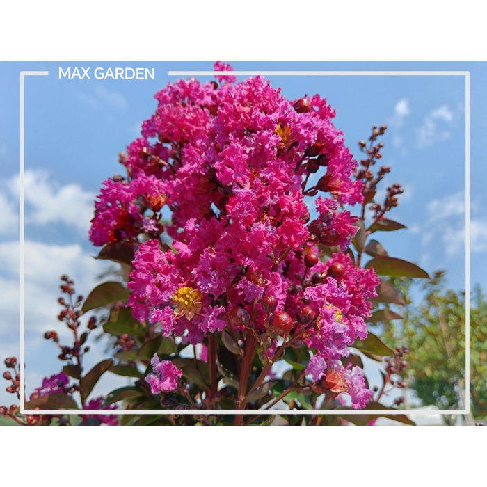 Myrta krepová sv.ružová - Lagerstroemia indica ´Rhapsody Pink´ Co10L 20/30