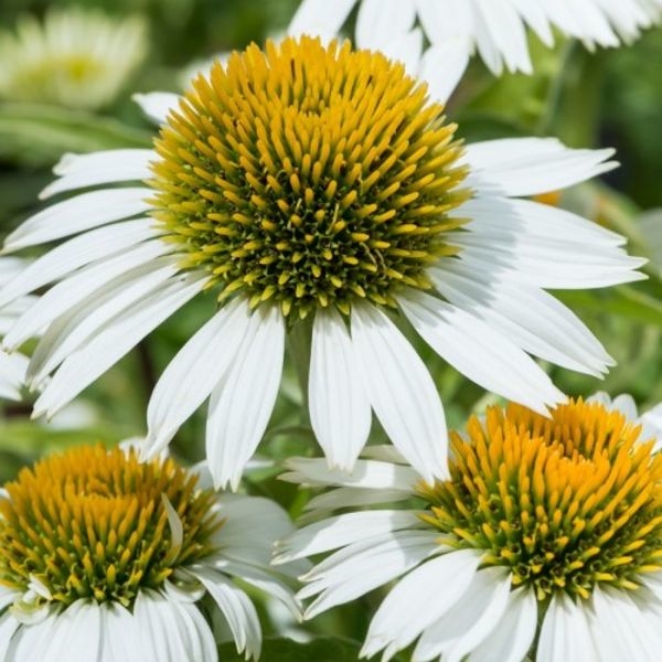 Echinacea purpurea ´Orange´ P14