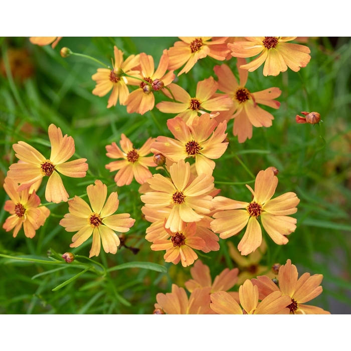 COREOPSIS grandiflora ’Early Sunrise’