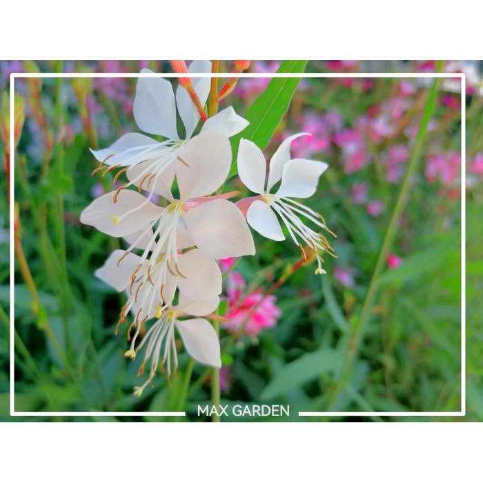 Gaura lindheimeri ´Belleza White´ P12