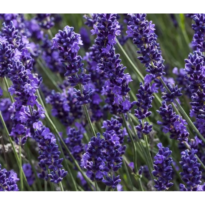 Levanduľa úzkolistá  -  Lavandula angustifolia 'Hidcote Blue'  P12