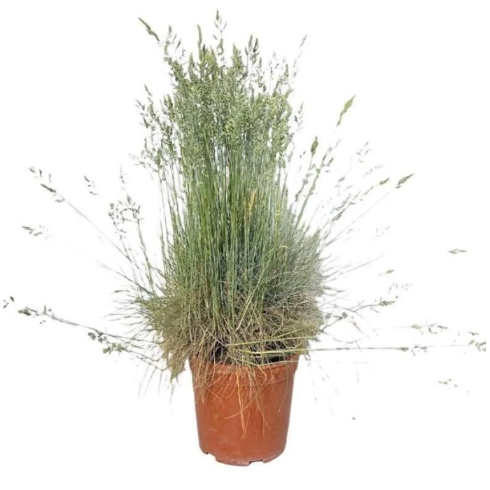 Festuca glauca 'Elijah Blue' Co1L
