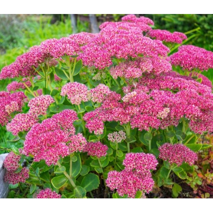 Sedum spectabile ´Brillant´ K9