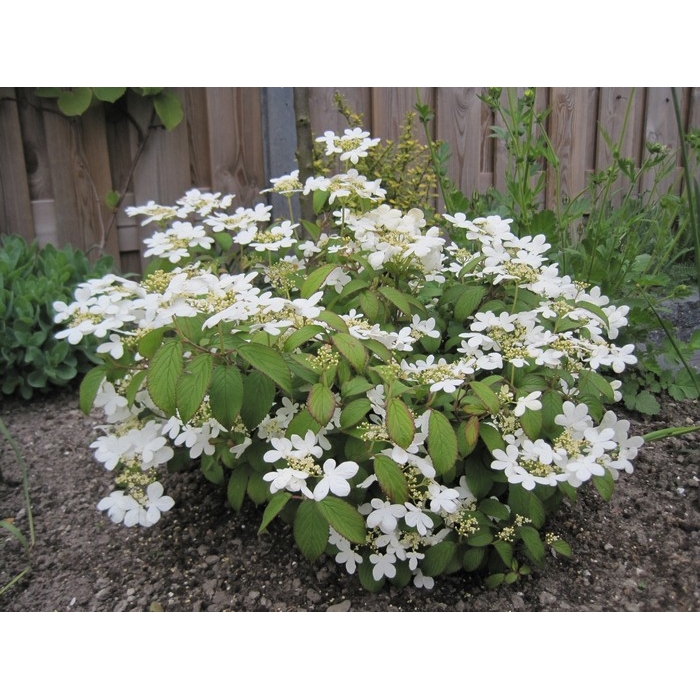 Kalina - Viburnum plicatum ´Kilimanjaro´Co2,5L 20/30