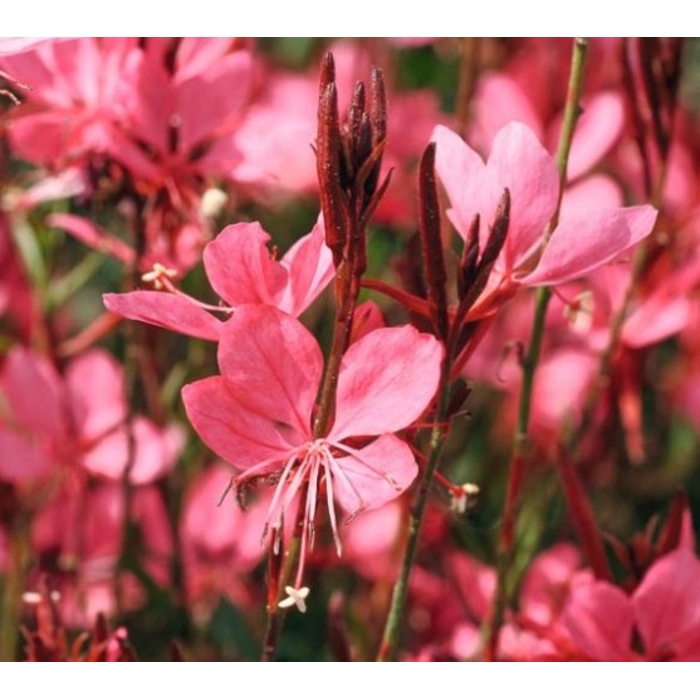 Gaura lindheimeri ´Belleza White´ P12