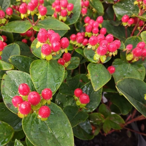 Hypericum´Miracle Night´ Co2L 25/30