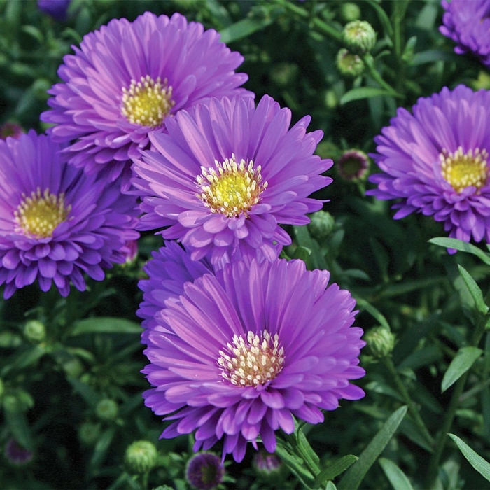 Aster - fialový P10,5