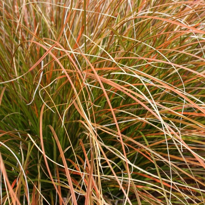 Ostrica - Carex testacea 'Prairie Fire Color Grass'