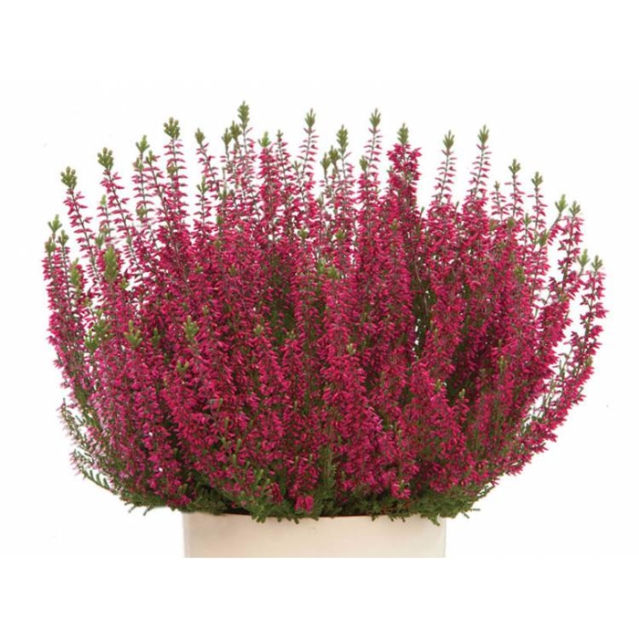 Vres obyčajný - Calluna vulgaris ´Angie´  P10.5