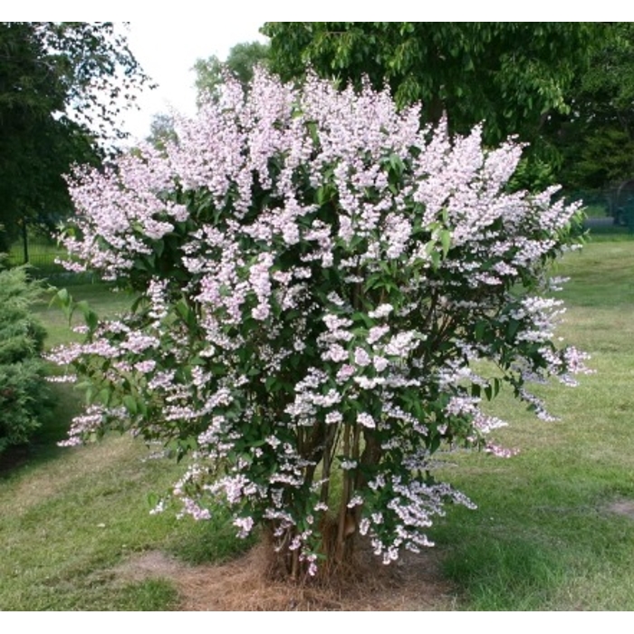 Trojpuk nežný - Deutzia gracilis ´Nikko´ 20/30  Co2,5L