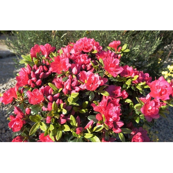 Azalka japonská - Azalea japonica ´Canzonetta´ Co2,5L 20/30