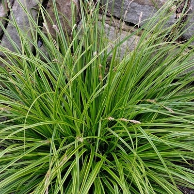 Ostrica ošimenská - Carex oshimensis 'Evergold'  Co1L