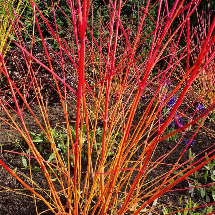 Cornus sanguinea ´Winter Beauty´ Co2L 30/40