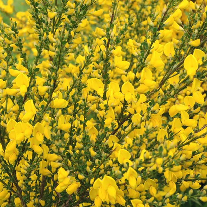 Zanoväť - Cytisus praecox  'Lena' P15 30/40