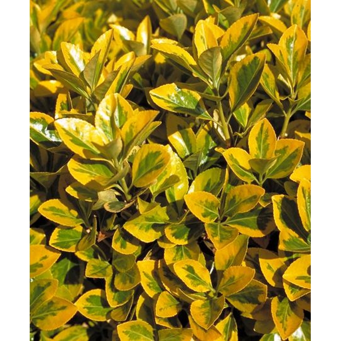 Bršleň - Euonymus japonicus ´Aureomarginatus´  Co2,5L 20/30