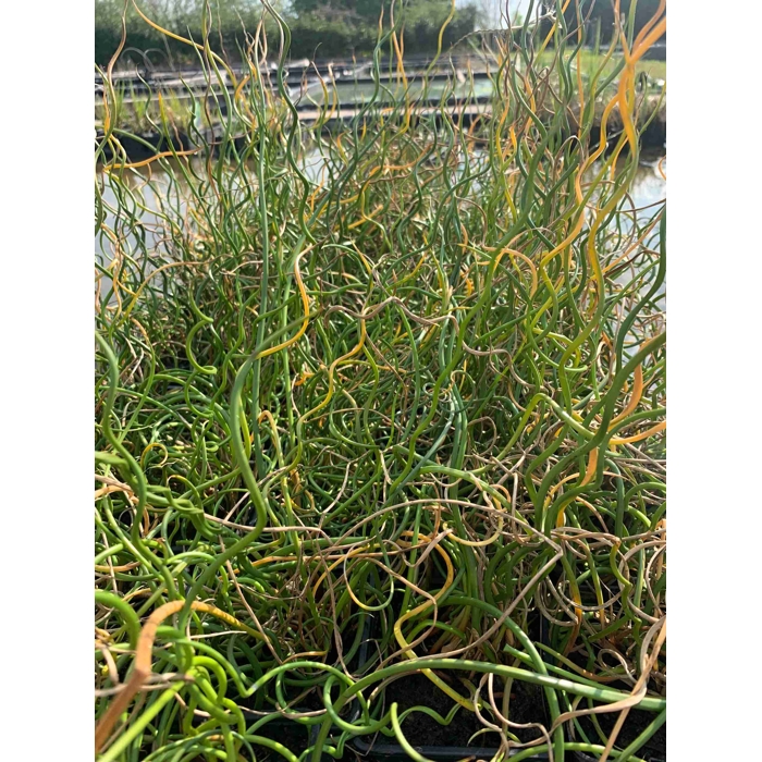Sitina rozložitá Spiralis - Juncus effusus Spiralis K2