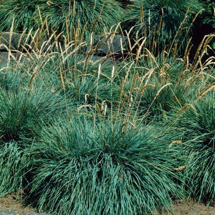 Festuca glauca 'Elijah Blue' Co1L