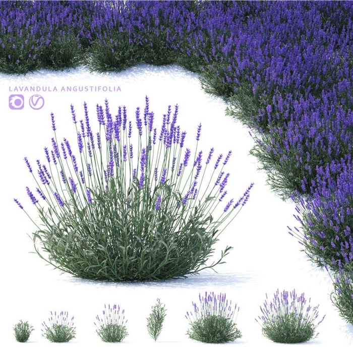 Levanduľa úzkolistá - Lavandula angustifolia P14