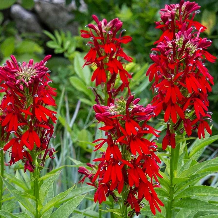 Lobelia fulgens P9