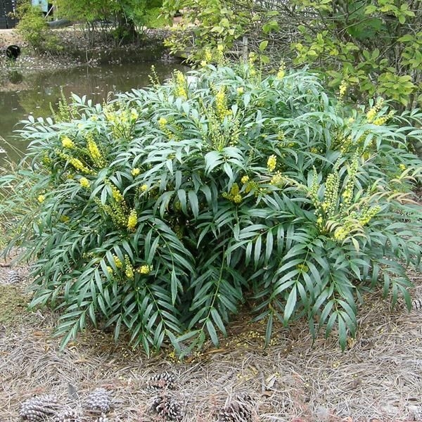 Mahónia tenkolistá - Mahonia eurybracteata ´Soft Caress´ - 20/30cm