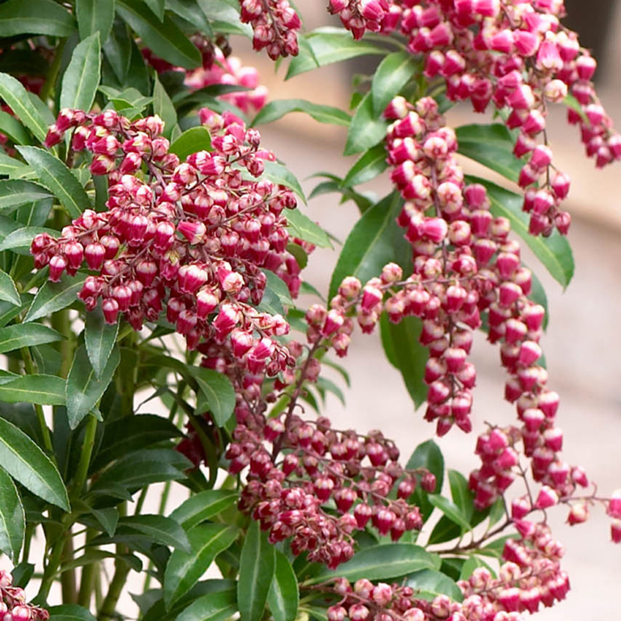 Pieris japonský 'Polar Passion' - Pieris japonica 'Polar Passion' Co2,5L 20/30