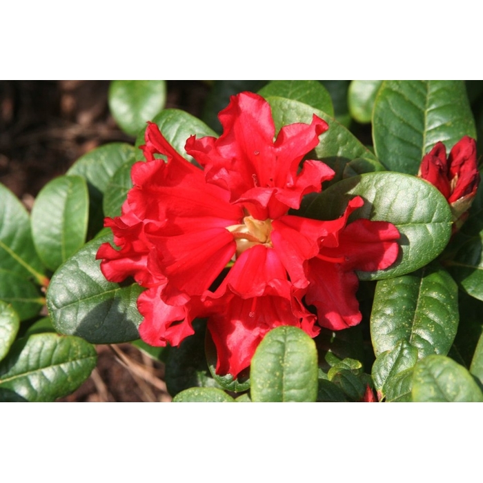 Rododendrón - Rhododendron ´Scarlet Wonder´ Co2,5L 20/30